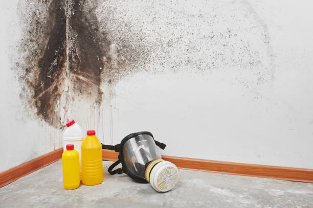 Best Attic Mold Remediation in Wd, AR