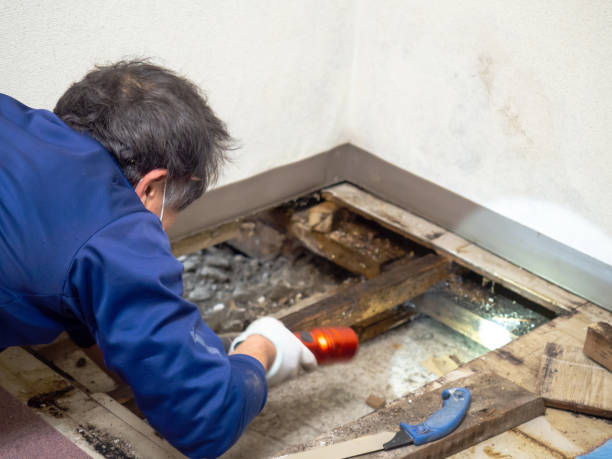 Best DIY Mold Remediation Support Services in Wd, AR