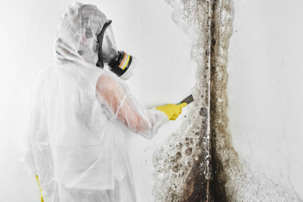 Best Insurance-Related Mold Remediation in Wd, AR