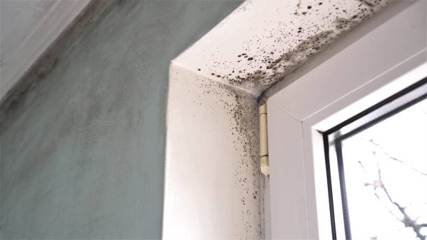 Best Industrial Mold Remediation in Wd, AR