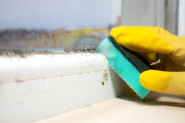 Best Mold Remediation for Specific Building Types in Wd, AR