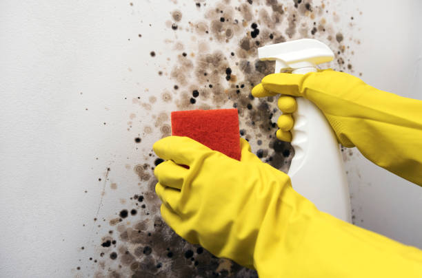 Best Basement Mold Remediation in Wd, AR